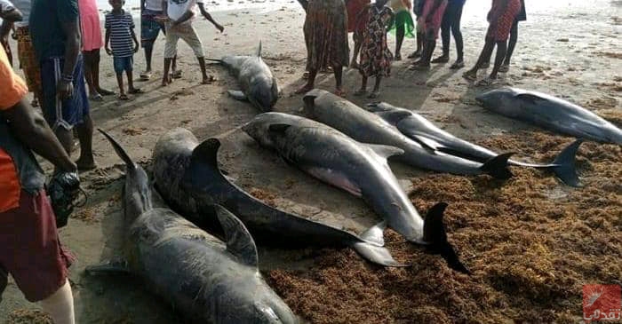 Nouvel échouage de poissons morts sur la plage au nord du Sénégal