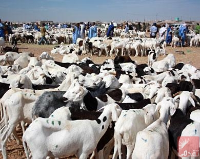 La Mauritanie et le Sénégal discutent des préparatifs d’exportation des moutons de l’Aid