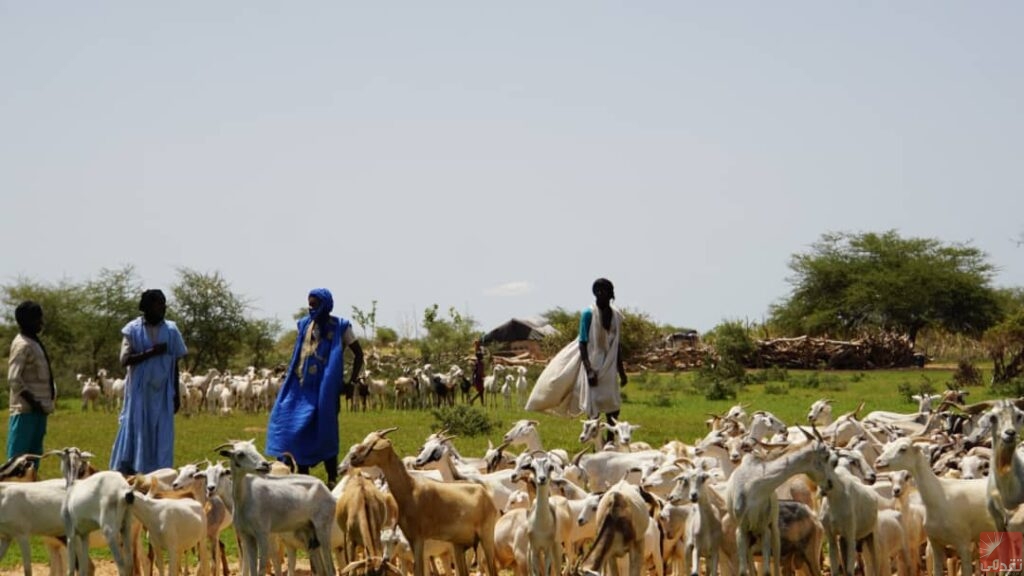 Bassiknou : Lancement d’une campagne de vaccination du bétail contre les maladies mortelles