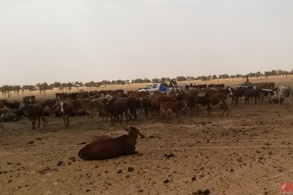 Mauritanie: Le gouvernement commence le processus de recensement du bétail