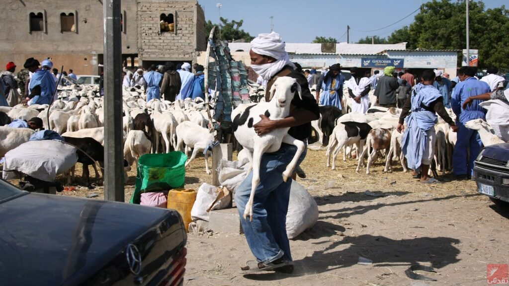 Arrestation d’un sénégalais pour vol de bétail en Mauritanie