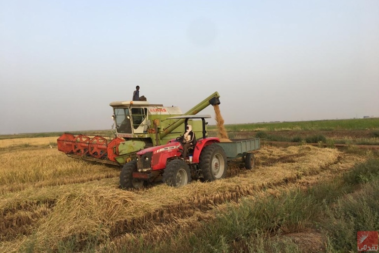 Wali : Le Trarza fournit 80% des besoins de la Mauritanie en riz