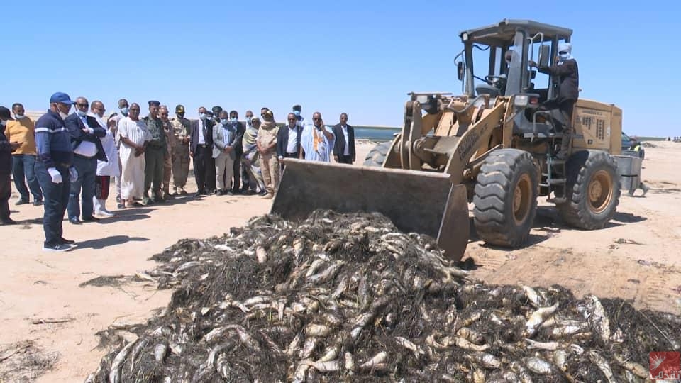 Mystérieux phénomène de mortalité de poissons dans le nord de la Mauritanie