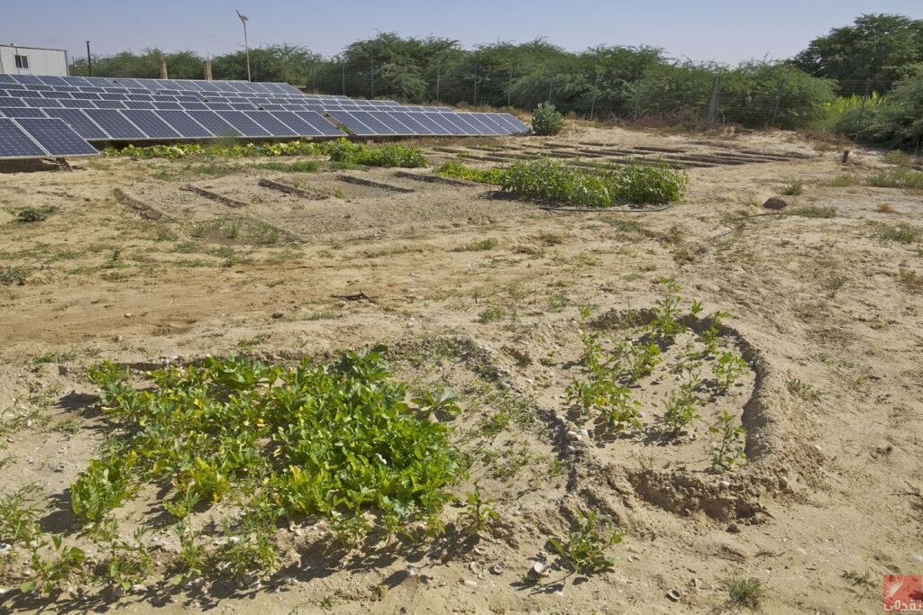 Coopération Paris-Mauritanie : Des projets d’agriculture urbaine pour renforcer la sécurité alimentaire à Nouakchott