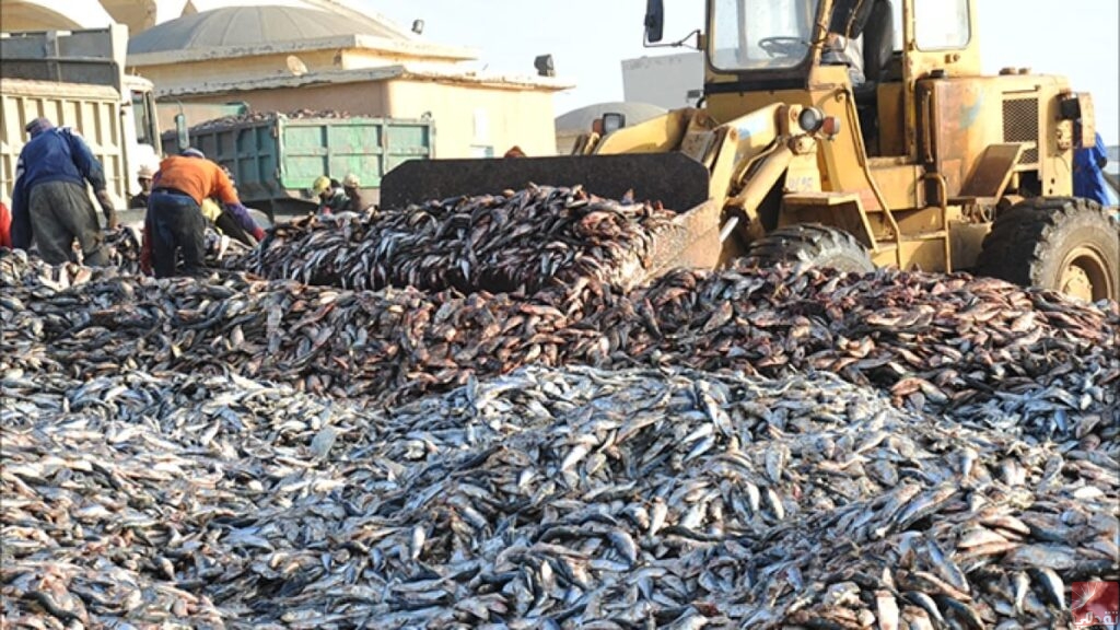 La Mauritanie exporte plus de 7 mille tonnes de poissons vers le Cameroun