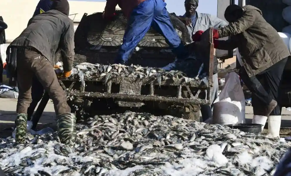 Avertissements concernant l’impact de l’industrie de la farine de poisson sur la sécurité alimentaire en Mauritanie