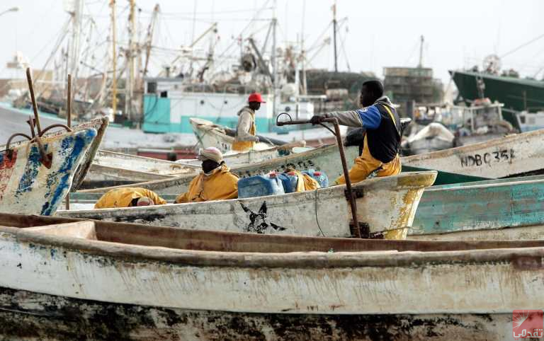 Nouadhibou : Une zone de pêche fermée après l’apparition d’une quantité de poulpes juvéniles