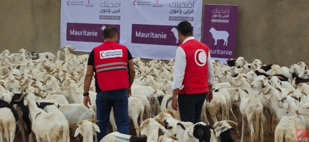 Le Croissant Rouge qatari distribuera de la viande le jour de l’Aïd al-Ad-ha à Nouakchott