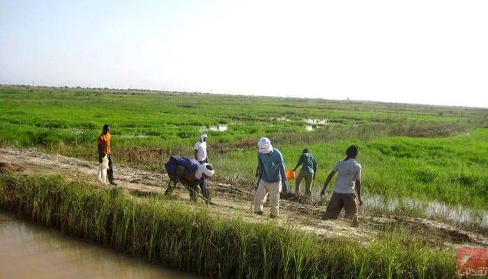 Financement supplémentaire pour le projet de soutien à la transformation agricole en Mauritanie