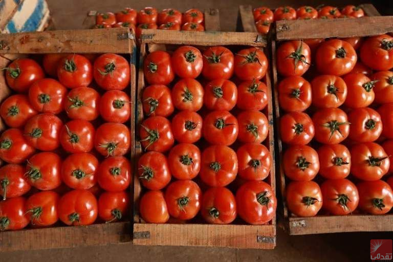 La Mauritanie interdit l’importation de tomates en provenance du Maroc