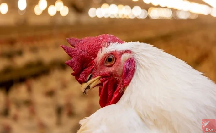 Le Haut Conseil des Fatwas clarifie les circonstances de sa fatwa concernant le poulet chinois