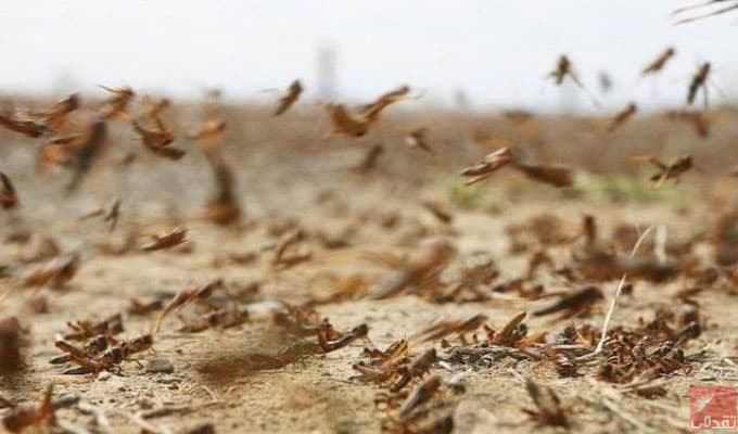 La FAO met en garde contre la propagation du criquet pèlerin en Mauritanie