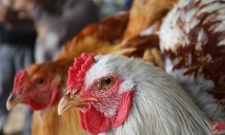 La Mauritanie impose une interdiction d’importation de poulet en provenance du Brésil
