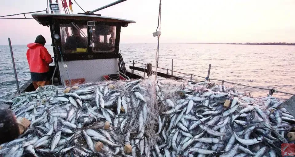 Accord maroco-mauritanien sur la gestion des stocks de poissons