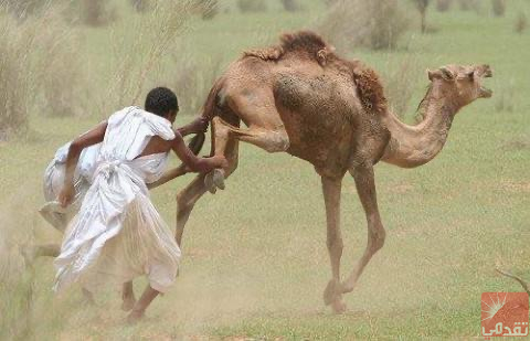 La Mauritanie se tourne vers la recherche scientifique pour éradiquer le “Tabourit”