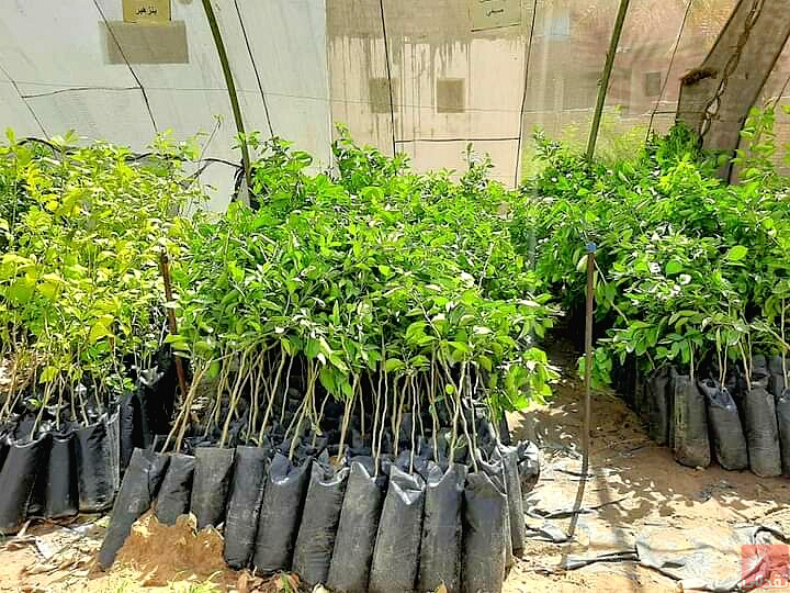 La Mauritanie figure parmi les pays importateurs de plants de fruits égyptiens